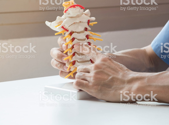 spine